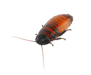 İzole üzerinde beyaz arka plan tıslama hamamböceği Madagaskar