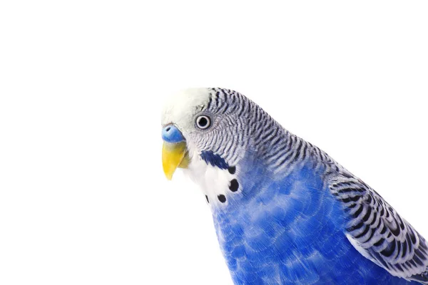 Budgie azul, isolado em fundo branco. Orçamento em pleno crescimento — Fotografia de Stock