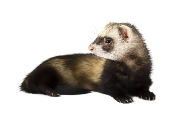 Grey ferret in full growth, isolated on white background — Stock Photo, Image