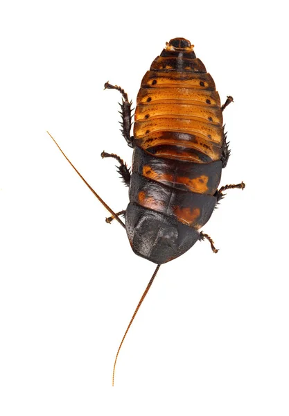 Kakerlak Madagaskar hvæsende isoleret på hvid baggrund - Stock-foto