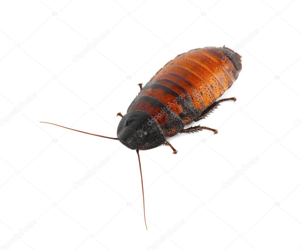 Cockroach Madagascar hissing isolated on white background