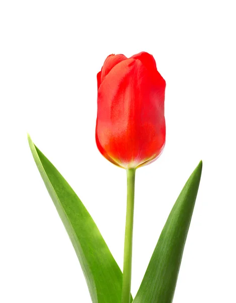Tulip flower isolated on white background — Stock Photo, Image