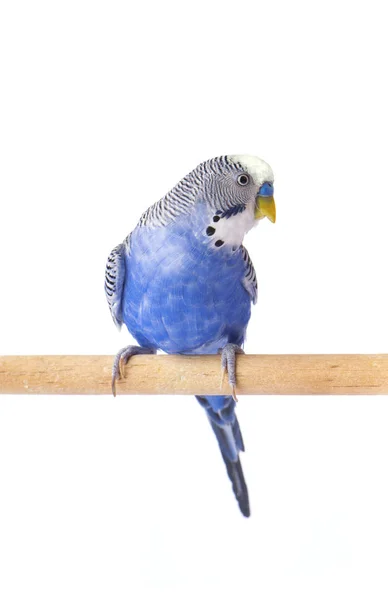 Loro mascota azul. Azul periquito, aislado sobre fondo blanco. Budgerigar en pleno crecimiento — Foto de Stock