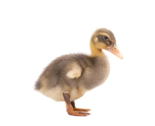 Mignon canard isolé sur fond blanc — Photo