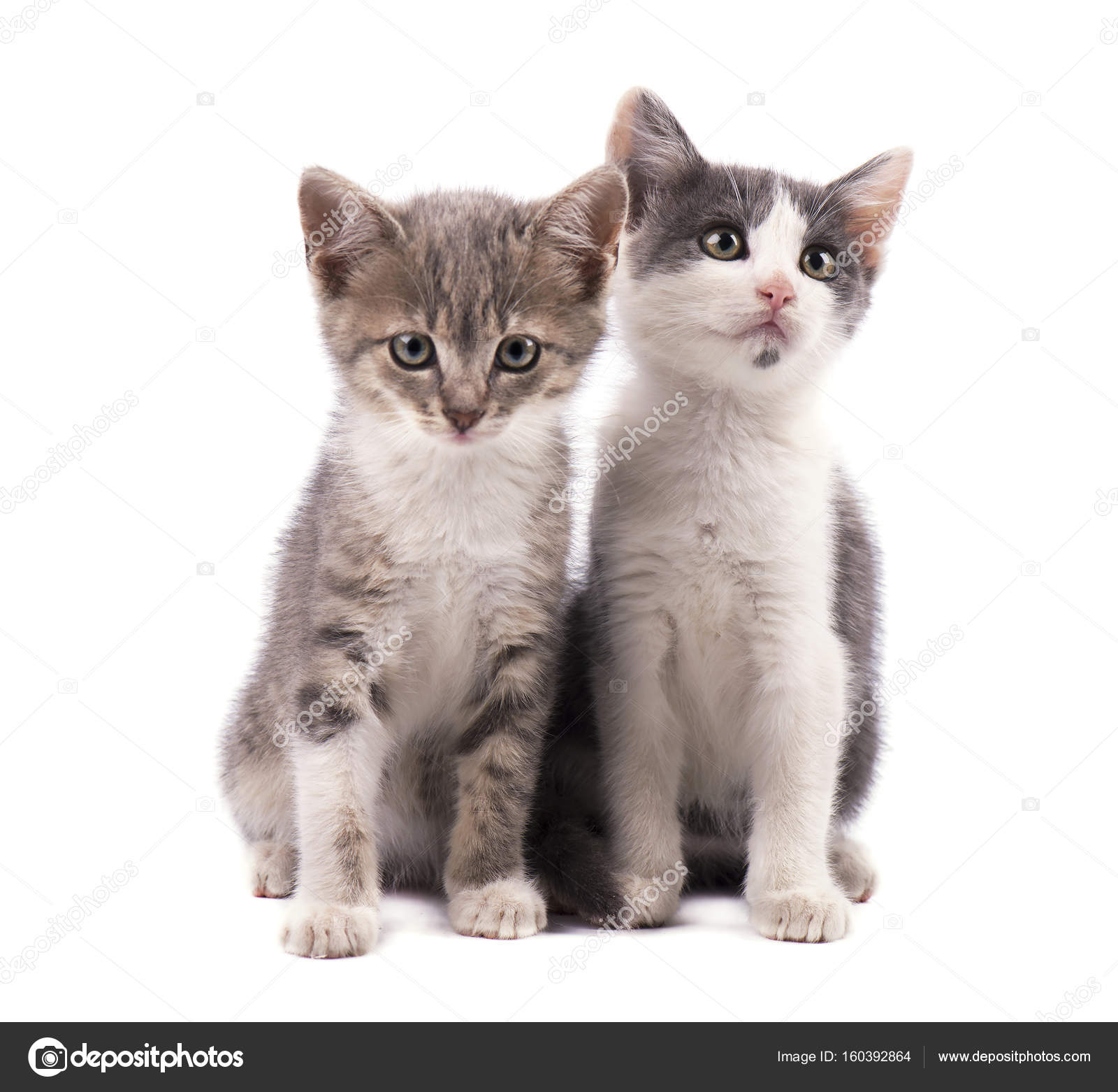 Dokter Mars Waakzaam Twee schattige kittens geïsoleerd op een witte achtergrond grijs —  Stockfoto © vandycandy #160392864