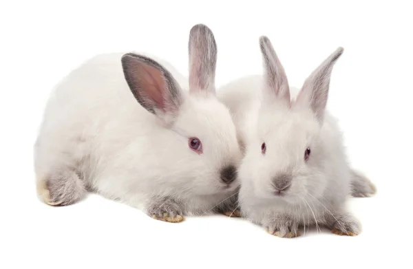 Studioaufnahme eines weißen Kaninchens isoliert auf weißem Hintergrund. — Stockfoto