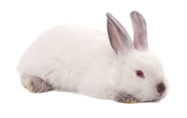 Pequeño conejo blanco aislado sobre un fondo blanco —  Fotos de Stock