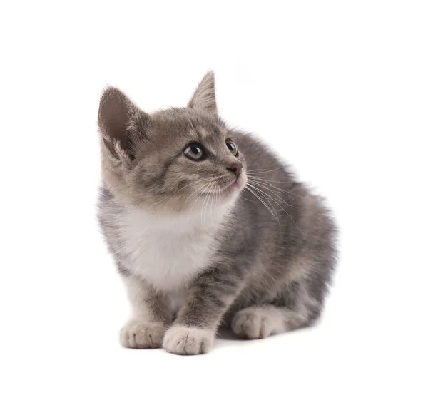 Hermoso gatito gris pequeño aislado sobre fondo blanco —  Fotos de Stock