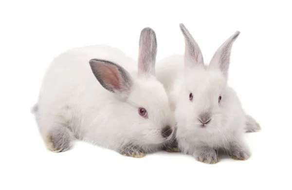 Dos pequeños conejos blancos aislados sobre fondo blanco —  Fotos de Stock