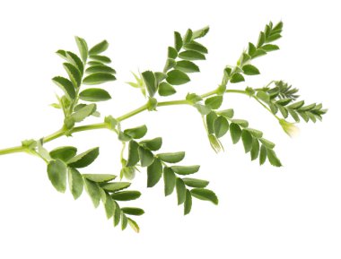 Yeşil nohut dal ve beyaz arka plan üzerinde izole pod. İzole nohut çiçekler