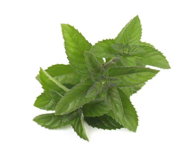 Menthe poivrée fraîche isolée sur fond blanc. Feuilles de menthe sur fond blanc — Photo