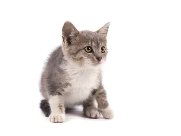 Güzel küçük gri kedi yavrusu beyaz arka planda izole edilmiş. — Stok fotoğraf