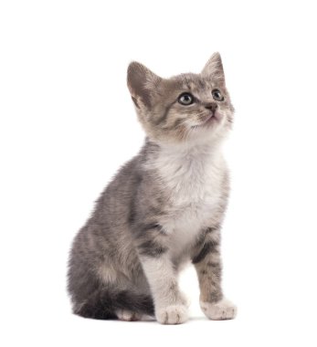 Güzel küçük gri kedi yavrusu beyaz arka planda izole edilmiş.