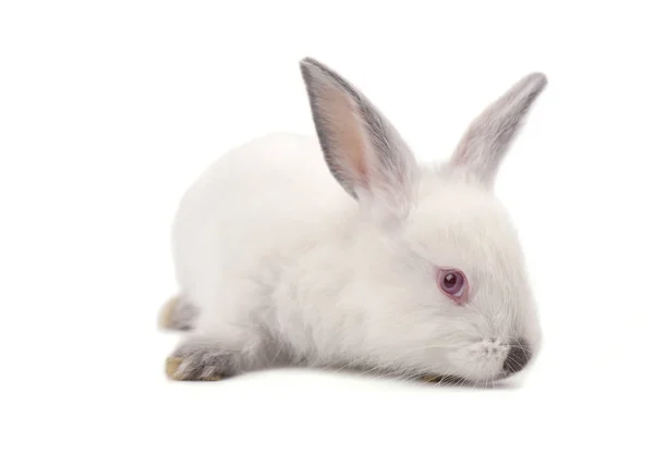 Witte kleine konijn geïsoleerd op een witte achtergrond — Stockfoto