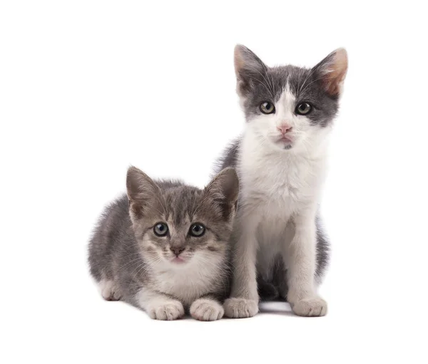 Δύο χαριτωμένα γατάκια γκρι που απομονώνονται σε λευκό φόντο — Φωτογραφία Αρχείου