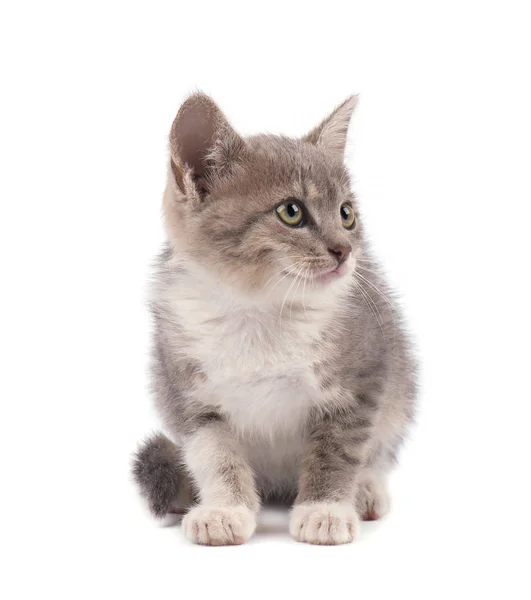 Hermoso gatito gris pequeño aislado sobre fondo blanco —  Fotos de Stock