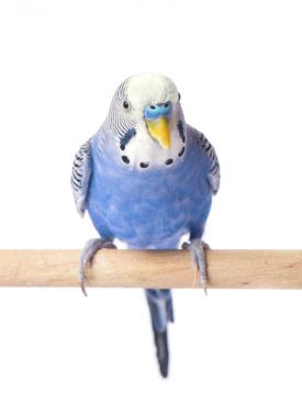 Dalgalı papağan mavi renk beyaz arka plan üzerinde izole. Budgerigars izole
