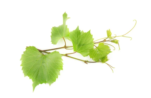 Yeşil üzüm asma izole beyaz arka plan Şubesi. — Stok fotoğraf