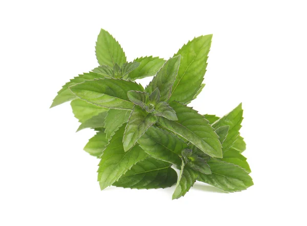 Fresh green sprig of mint isolated on white background — Stock Photo, Image