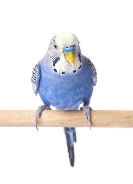 Papagaio ondulado cor azul isolado no fundo branco. Agregados orçamentais isolados — Fotografia de Stock