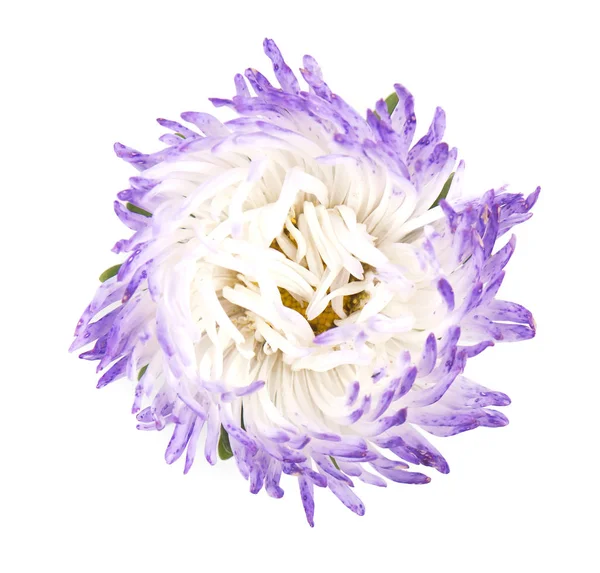 Aster flower isolated on white background. Close-up of violet aster — Stock Photo, Image