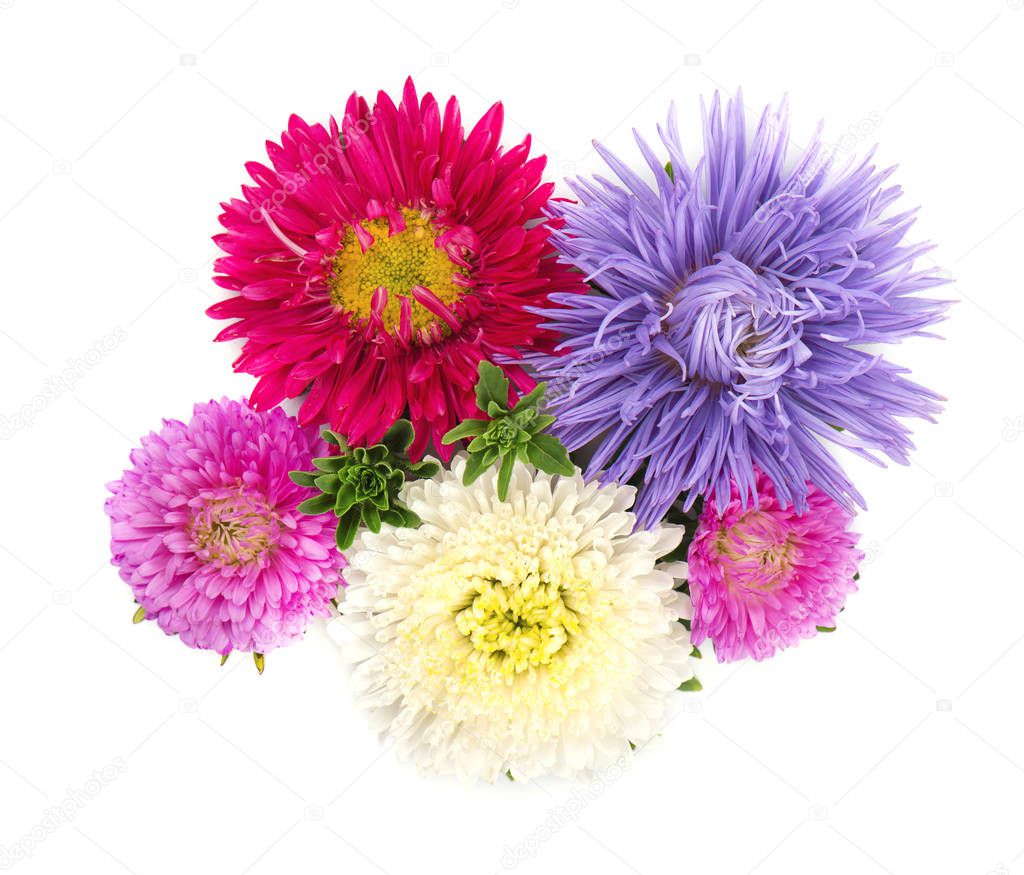 Bouquet of colorful Asters flowers over white background. Close-up