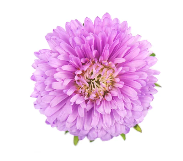 Fleur d'aster violet isolée sur fond blanc. Gros plan sur l'aster violet — Photo