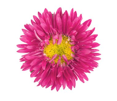 Beyaz arka plan üzerinde izole mor aster çiçek. Menekşe aster Close-Up