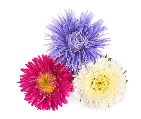 Bouquet of colorful Asters flowers over white background. Close-up — Stock Photo, Image