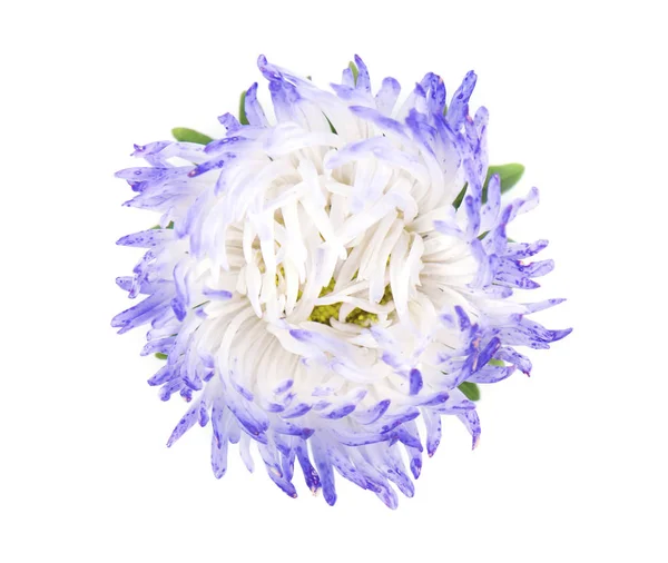 Aster flower isolated on white background. Close-up of violet aster — Stock Photo, Image