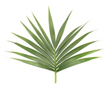 Beyaz arka plan üzerinde izole palmiye yaprağı. Hindistan cevizi ağacı dalı closeup. Tropikal yaprak yeşil