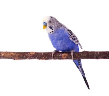 Dalgalı papağan mavi renk beyaz arka plan üzerinde izole. Budgerigars izole
