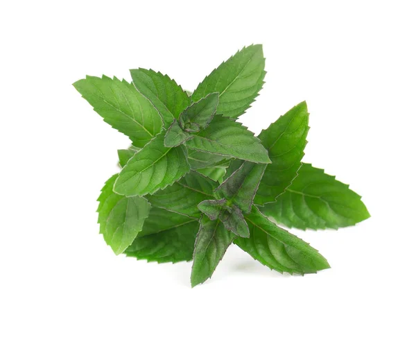 Fresh mint leaves isolated on white background. — Stock Photo, Image