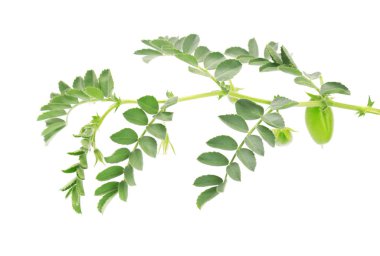 Yeşil nohut dal ve beyaz arka plan üzerinde izole bakla.