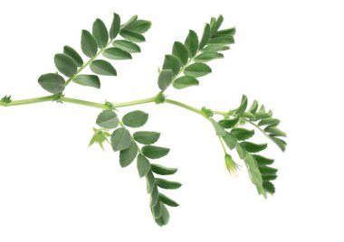 Yeşil nohut dal ve beyaz arka plan üzerinde izole bakla.