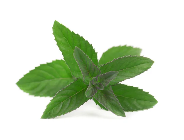 Fresh peppermint isolated on a white background. Close-up — Stock Photo, Image