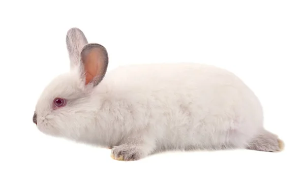 Bastante blanco conejito esponjoso aislado sobre fondo blanco. Conejo blanco aislado —  Fotos de Stock