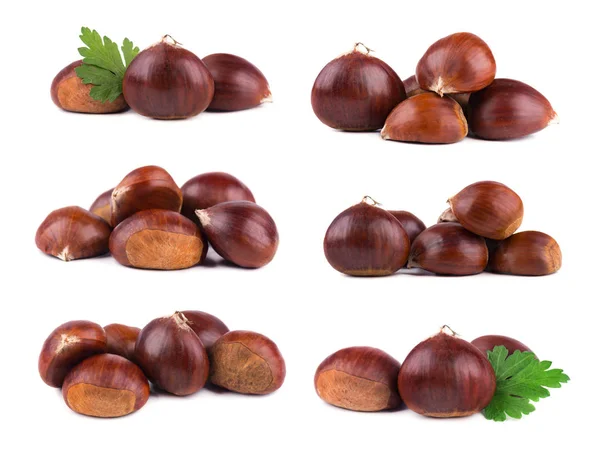 Fresh chestnuts isolated on white background. Hippocastanum isolated. Isolated chestnut set with clipping path. Macro — Stock Photo, Image