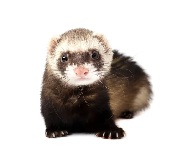 Grey ferret in full growth lies, isolated on white background. Ferret sitting on white background. — ストック写真