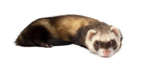 Ferret in volle groei ligt, geïsoleerd op een witte achtergrond grijs. Ferret zittend op witte achtergrond. — Stockfoto