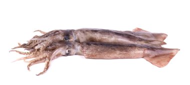 Beyaz arkaplanda taze mürekkep balığı izole edildi