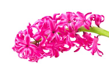 Beyaz arka plan üzerinde izole güzel pembe sümbül. Üzüm beyaz arka plan üzerinde izole sümbül çiçekleri.