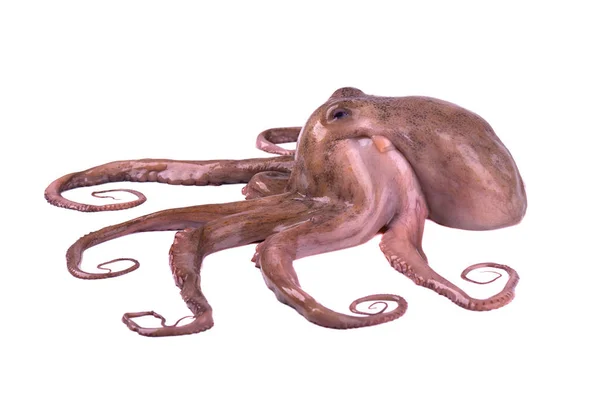 Octopus isolado sobre fundo branco. Tentáculos de polvo frescos isolados — Fotografia de Stock