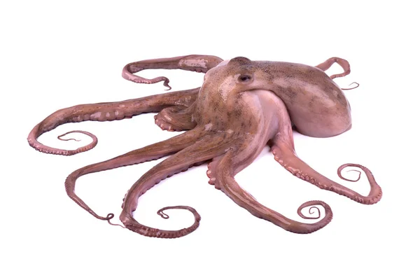 Octopus isolado sobre fundo branco. Tentáculos de polvo frescos isolados — Fotografia de Stock