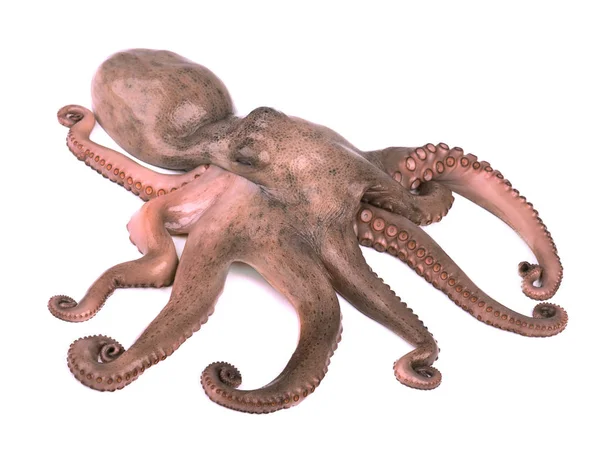 Octopus isolado sobre fundo branco. Tentáculos de polvo frescos isolados — Fotografia de Stock