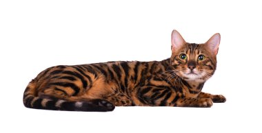 Bengal kedi, beyaz arka plan üzerinde izole portresi