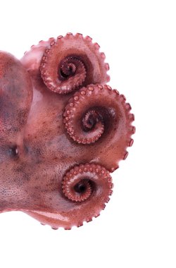 Beyaz arka plan üzerinde izole haşlanmış ahtapot. Haşlanmış ahtapot tentacles izole.