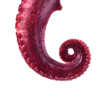 Beyaz arka plan üzerinde izole haşlanmış ahtapot. Haşlanmış ahtapot tentacles izole.