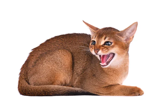 Gato joven abisinio de raza pura aislado sobre blanco aislado sobre fondo blanco. Gatito enojado siseos —  Fotos de Stock