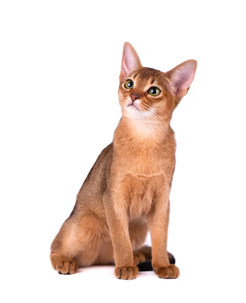 Gato abissínio puro isolado sobre fundo branco. Gatinho brincalhão bonito isolado — Fotografia de Stock